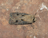 2983   Agrotis exclamationis  029.jpg