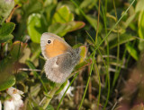 2133   Coenonympha pamphilus  046.jpg