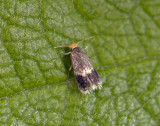 0059   Stigmella salicis  130.jpg