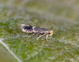 0059   Stigmella salicis  133.jpg