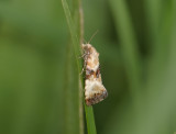 1200   Eupoecilia angustana  153.jpg