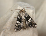 2934   Hadena confusa  244.jpg