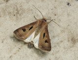 2983 Agrotis exclamationis 11020.jpg