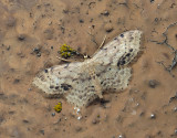 2315   Idaea dimidiata  001.jpg