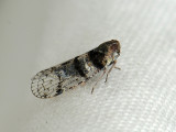 insect  035.jpg