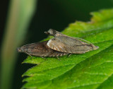 1623   Dichrorampha sp  034.jpg