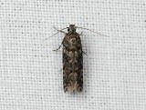 0999 Teleiopsis diffinis 018.jpg