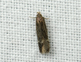 0975 Bryotropha similis 008.jpg