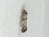 0426   Paraswammerdamia lutarea  079.jpg