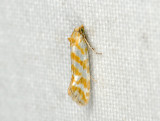 1204   Aethes margaritana  115.jpg