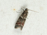 1719   Cryptoblabes bistriga  150.jpg