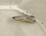 1782   Ephestia elutella  128.jpg