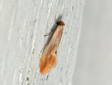 0228   Tinea semifulvella  183.jpg