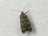 0971   Bryotropha galbanella  094.jpg