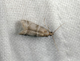 1778   Vitula biviella  206.jpg