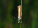 1835   Catoptria margaritella  151.jpg