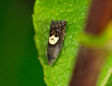 1597   Pammene populana  088.jpg