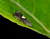 1597   Pammene populana  090.jpg