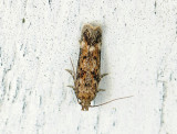 1072 Caryocolum fraternella 024.jpg