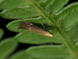 0944 Monochroa cytisella 241.jpg