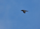 Raven  078.jpg