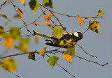 Great Tit  040.jpg