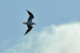 Black-headed Gull  063.jpg