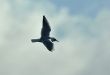 Black-headed Gull  117.jpg