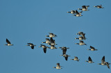 Barnacle Goose  398.jpg