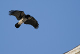 Hooded Crow  047.jpg