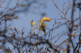 Yellow-browed Warbler  385.jpg