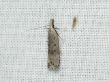 1112 Dichomeris juniperella 036.jpg