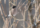Bullfinch  6516.jpg