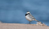 White Wagtail  0018.jpg