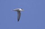 Little Tern  2289.jpg