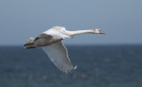 Mute Swan  2322.jpg