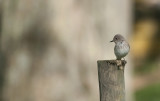 Spotted flycatcher  2361.jpg