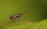 Micropterigoidea