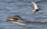 Knot  5088.jpg
