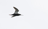 Spotted Redshank  5521.jpg
