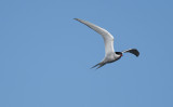 Arctic Tern  6259.jpg