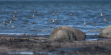 Dunlin  6543.jpg
