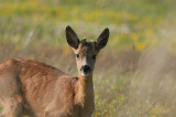 Capreolus capreolus  6616.jpg
