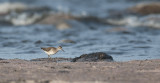 Wood Sandpiper  9163.jpg