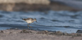 Wood Sandpiper  9211.jpg