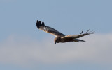 Marsh Harrier  1936.jpg