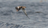 Ruddy Turnstone  1977.jpg