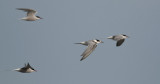 Common Tern  0027.jpg