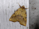 2747   Xanthia togata  0567.jpg