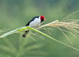 Yellow-billed Cardinal